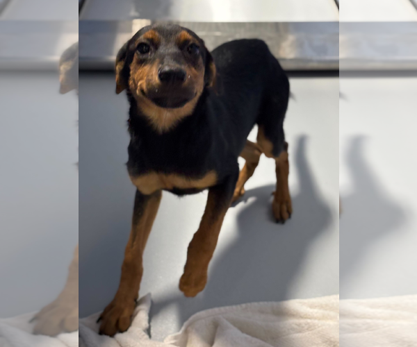 Medium Photo #5 Rottweiler-Unknown Mix Puppy For Sale in Hillsboro, NH, USA