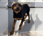Small #4 Rottweiler Mix