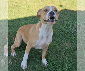 Medium American Bulldog Mix