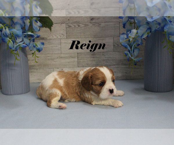 Medium Photo #9 Cavalier King Charles Spaniel Puppy For Sale in CHANUTE, KS, USA