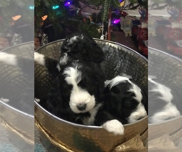 Medium Photo #30 Aussiedoodle-Poodle (Standard) Mix Puppy For Sale in COMMERCE, MI, USA