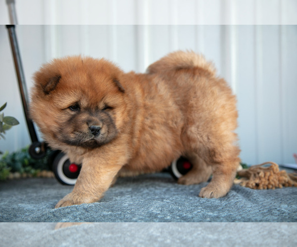Medium Photo #14 Chow Chow Puppy For Sale in WOLCOTTVILLE, IN, USA