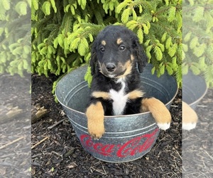 Bernedoodle Puppy for sale in MIDDLEBURY, IN, USA