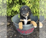 Image preview for Ad Listing. Nickname: Boone