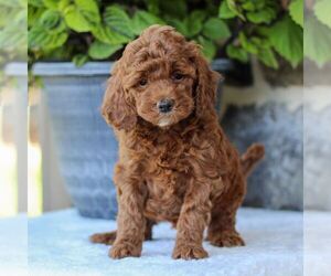 Goldendoodle (Miniature) Puppy for sale in EAST EARL, PA, USA