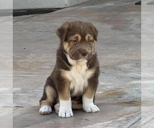 Labrador Retriever-Unknown Mix Dogs for adoption in San Diego, CA, USA