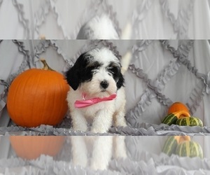Bernedoodle Puppy for sale in LANCASTER, PA, USA