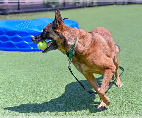 Medium Photo #3 Mutt Puppy For Sale in Stevens Point, WI, USA