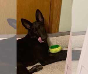 German Shepherd Dog Dogs for adoption in Gretna, NE, USA