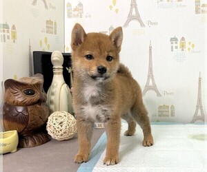 Shiba Inu Puppy for sale in LOS ANGELES, CA, USA