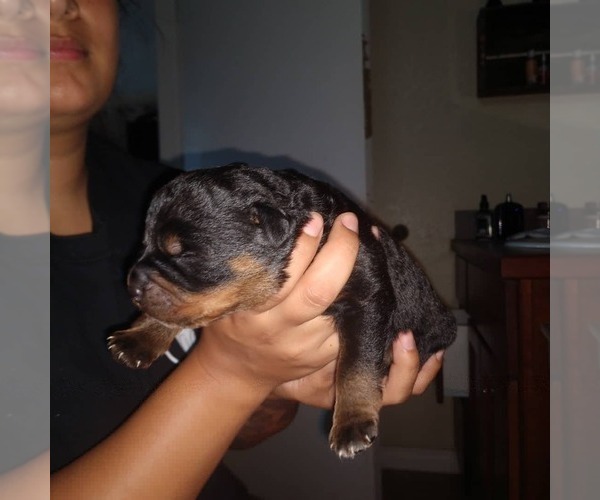 Medium Photo #7 Rottweiler Puppy For Sale in NIPOMO, CA, USA
