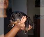 Small Photo #7 Rottweiler Puppy For Sale in NIPOMO, CA, USA