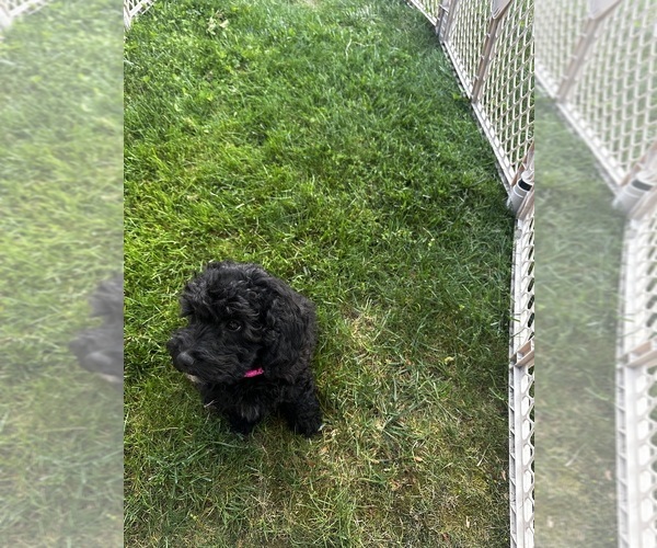 Medium Photo #5 Cavapoo (Miniature) Puppy For Sale in MEDFORD, OR, USA