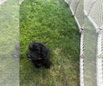 Small #4 Cavapoo (Miniature)