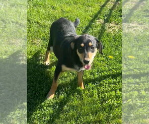 Sibbies : Kenny - Male German Shepherd Dog-Plott Hound Mix Dog for Adoption - Photo #4