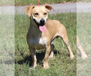 Basset Hound-Unknown Mix Dogs for adoption in Prattville, AL, USA