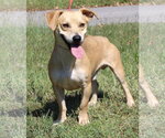 Tot 44392 - Male Basset Hound-Unknown Mix Dog for Adoption - Small photo