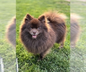 Mother of the Pomeranian puppies born on 06/16/2025