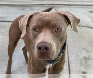 Mutt Dogs for adoption in Martinez, CA, USA