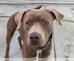 MAX - Male Mutt Dog for Adoption - Small photo