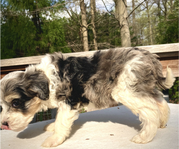 Medium Photo #3 Aussie-Poo Puppy For Sale in CHATHAM, PA, USA