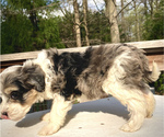 Small Photo #3 Aussie-Poo Puppy For Sale in CHATHAM, PA, USA