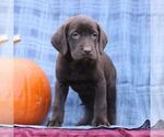 Small #2 Labrador Retriever