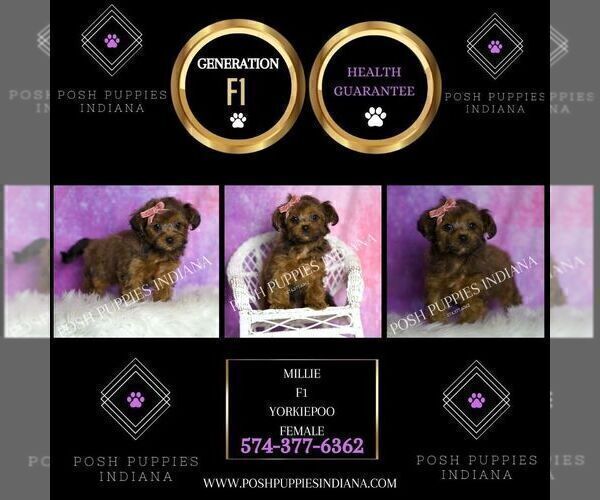 Medium Photo #2 Yorkipoo Puppy For Sale in WARSAW, IN, USA