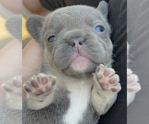 French Bulldog Puppy for sale in DISCOVERY BAY, CA, USA