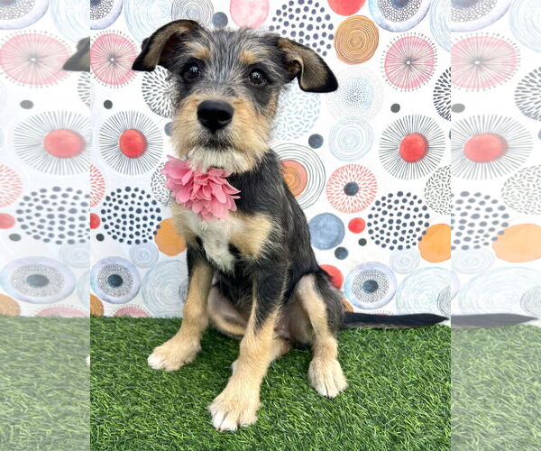 Medium Photo #1 Mutt Puppy For Sale in Corona, CA, USA