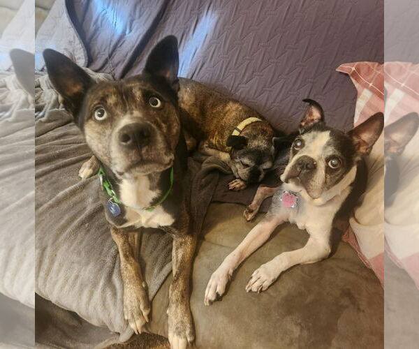 Medium Photo #4 Mutt Puppy For Sale in Fargo, ND, USA