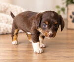 Puppy Puppy 8 Aussiedox