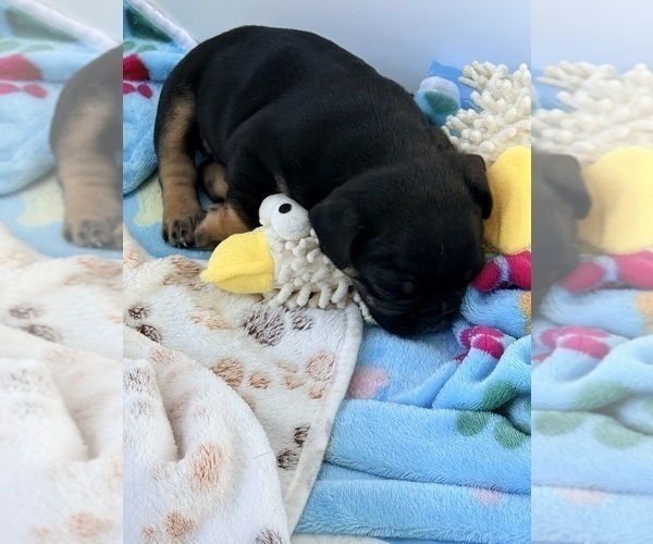 Medium Photo #10 French Bulldog Puppy For Sale in WESLEY CHAPEL, FL, USA