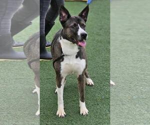 Siberian Husky-Unknown Mix Dogs for adoption in Rockwall, TX, USA