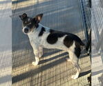 Small #10 Rat Terrier