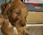 Small Photo #5 Goldendoodle Puppy For Sale in DANVILLE, IN, USA