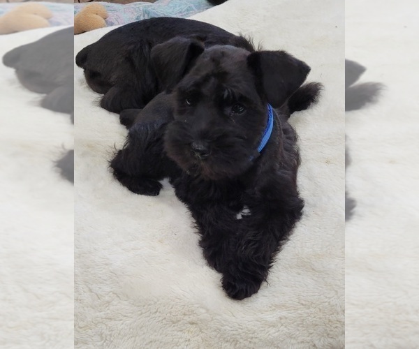 Medium Photo #1 Schnauzer (Miniature) Puppy For Sale in KILGORE, TX, USA