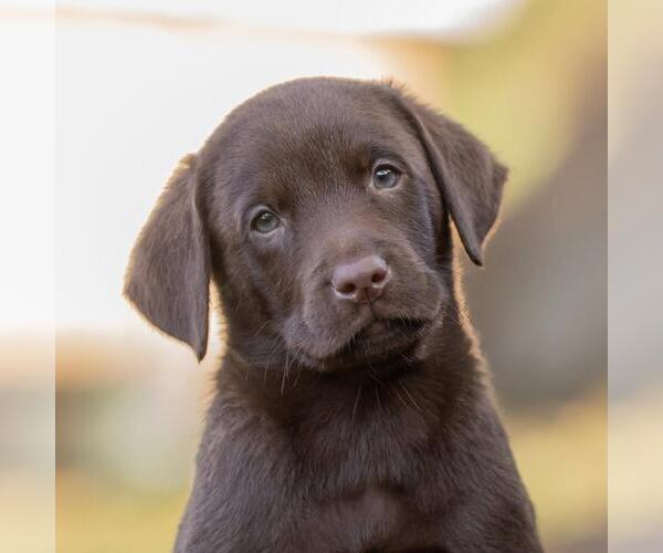 Medium Photo #1 Labrador Retriever-Unknown Mix Puppy For Sale in San Diego, CA, USA