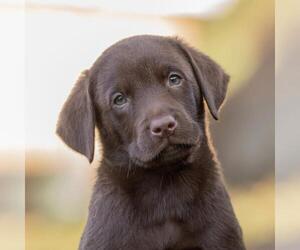 Labrador Retriever-Unknown Mix Dogs for adoption in San Diego, CA, USA