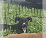 Small #2 Labrador Retriever Mix