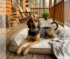 Mutt Dogs for adoption in Vail, AZ, USA