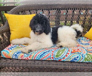 Poodle (Standard) Dogs for adoption in Scottsboro, AL, USA
