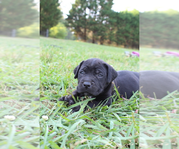 Puppyfindercom View Ad Photo 5 Of Listing Cane Corso