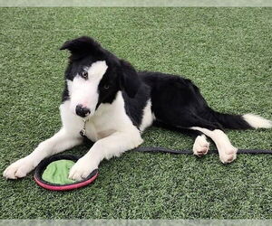 Border Collie Dogs for adoption in Highland, IL, USA