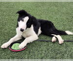 Small Border Collie