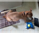 Small #6 Mountain Cur-Rhodesian Ridgeback Mix