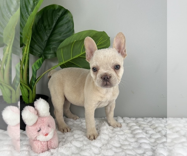 Medium Photo #6 French Bulldog Puppy For Sale in FRANKLIN, IN, USA