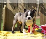 Small Photo #4 Boston Terrier Puppy For Sale in FREDERICKSBG, OH, USA