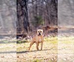 Small Photo #21 American Pit Bull Terrier-Chinese Shar-Pei Mix Puppy For Sale in Rustburg, VA, USA