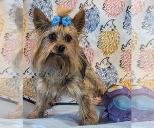 Mutt Dogs for adoption in Bon Carbo, CO, USA